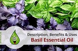 basil-essential-oil-benefits-natural-remedy