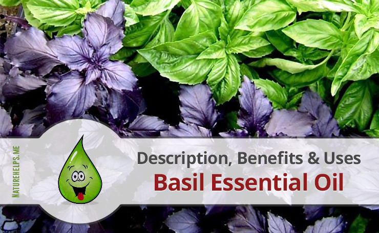 Basil Essential Oil. Description, Benefits & Uses