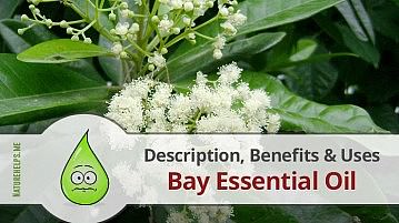 Bay Essential Oil. Description, Benefits & Uses