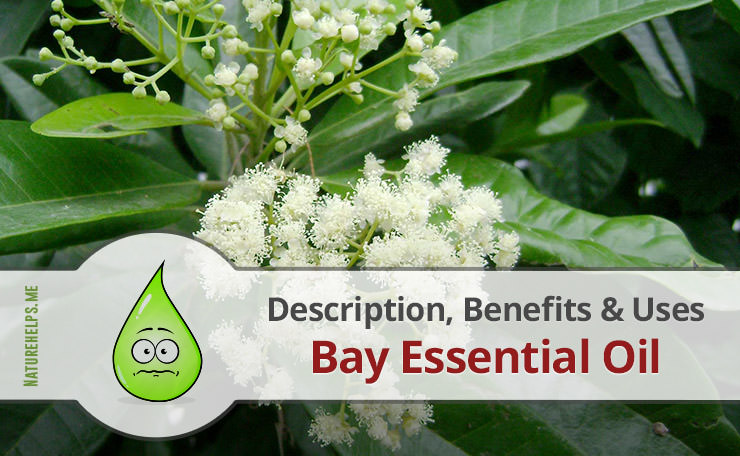 Bay Essential Oil. Description, Benefits & Uses