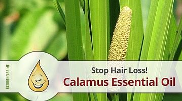 Calamus Essential Oil. Description, Benefits & Uses