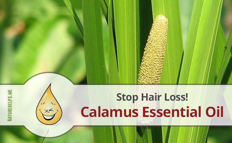 Calamus Essential Oil. Description, Benefits & Uses