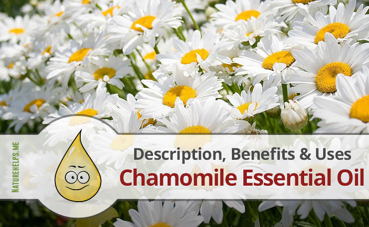 Chamomile Essential Oil. Description, Benefits & Uses