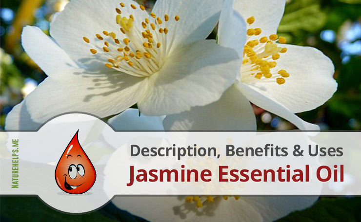 Jasmine Essential Oil. Description, Benefits & Uses