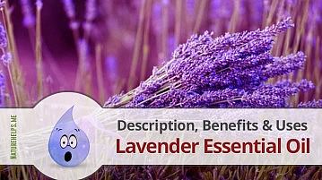 Lavender Essential Oil. Description, Benefits & Uses