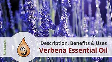 Lemon Verbena Essential Oil. Description, Benefits & Uses