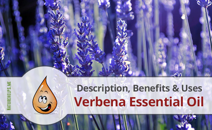 Lemon Verbena Essential Oil. Description, Benefits & Uses