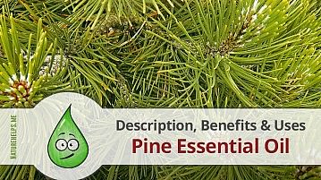 Pine Essential Oil. Description, Benefits & Uses