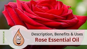 Rose Essential Oil. Description, Benefits & Uses