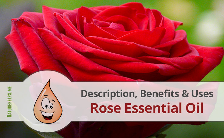 Rose Essential Oil. Description, Benefits & Uses