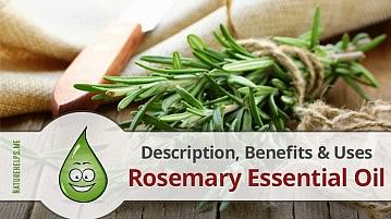 Rosemary Essential Oil. Description, Benefits & Uses