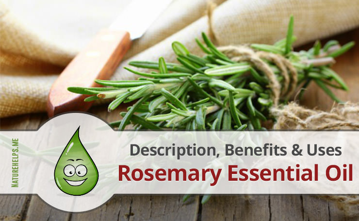 Rosemary Essential Oil. Description, Benefits & Uses