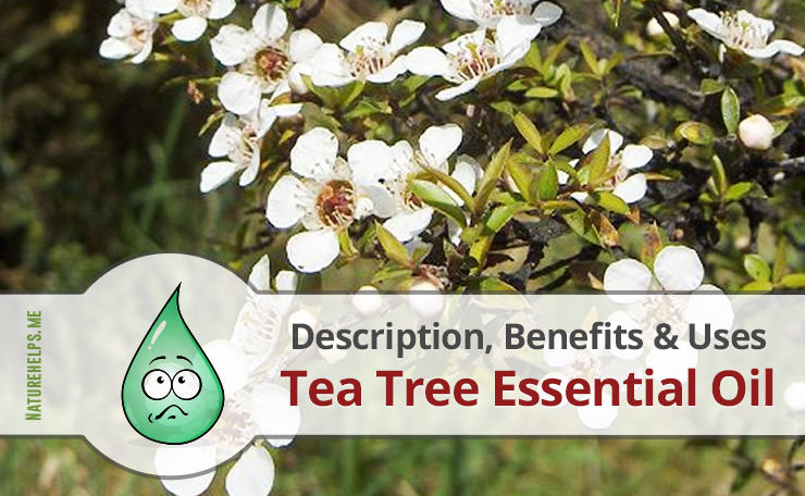 Tea Tree Essential Oil. Description, Benefits & Uses
