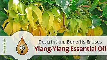 Ylang-Ylang Essential Oil. Description, Benefits & Uses