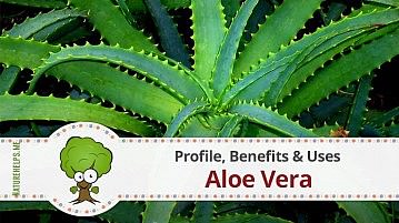 Aloe Vera. Profile, Benefits & Uses