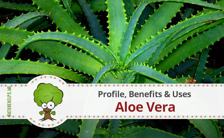 Aloe Vera. Profile, Benefits & Uses