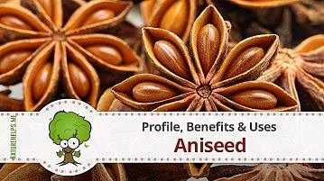 Aniseed. Profile, Benefits & Uses