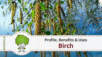 Birch. Profile, Benefits & Uses