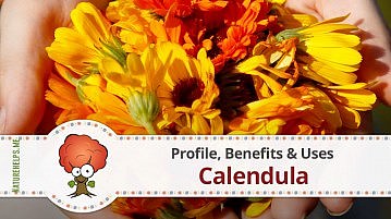 Calendula. Profile, Benefits & Uses