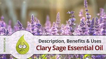 Clary Sage Essential Oil. Description, Benefits & Uses