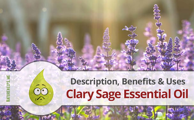 Clary Sage Essential Oil. Description, Benefits & Uses