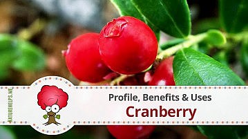 Cranberry. Profile, Benefits & Uses