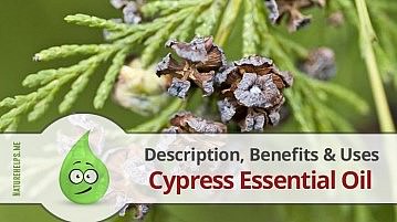 Cypress Essential Oil. Description, Benefits & Uses