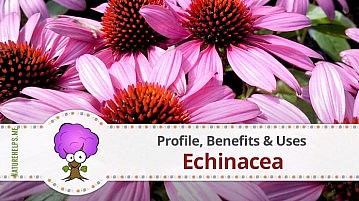 Echinacea. Profile, Benefits & Uses