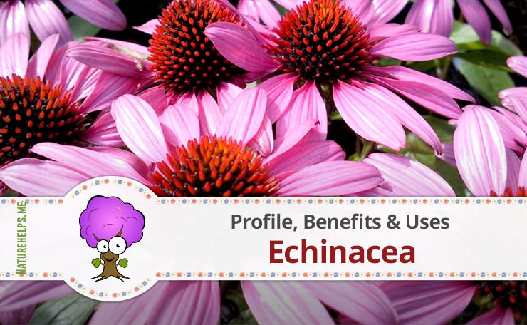 Echinacea. Profile, Benefits & Uses