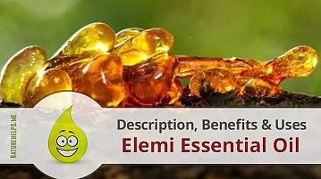 Elemi Essential Oil. Description, Benefits & Uses