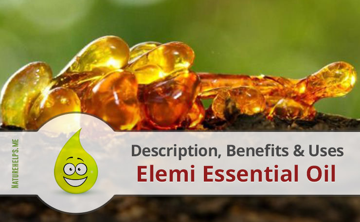 Elemi Essential Oil. Description, Benefits & Uses