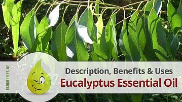 Eucalyptus Essential Oil. Description, Benefits & Uses