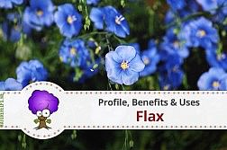 flax-profile-benefits-uses-herbs