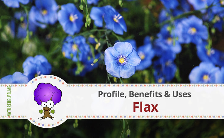 Flax. Profile, Benefits & Uses