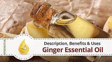 Ginger Essential Oil. Description, Benefits & Uses