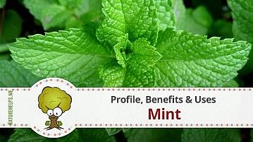 Mint. Profile, Benefits & Uses