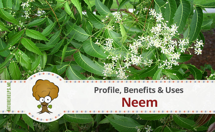 Neem. Profile, Benefits & Uses