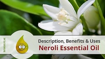 Neroli Essential Oil. Description, Benefits & Uses