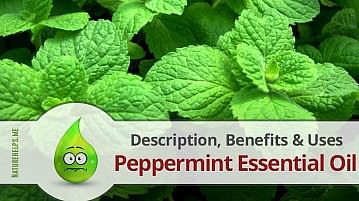 Peppermint Essential Oil. Description, Benefits & Uses
