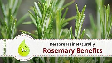 Rosemary Oil Benefits to Restore Hair Naturally