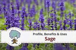 sage-profile-benefits-howto-use