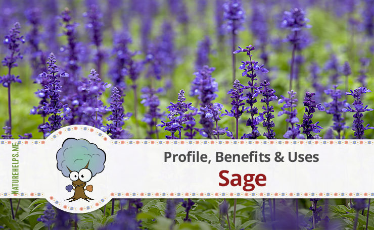 Sage. Profile, Benefits & Uses