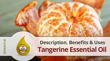 Tangerine Essential Oil. Description, Benefits & Uses