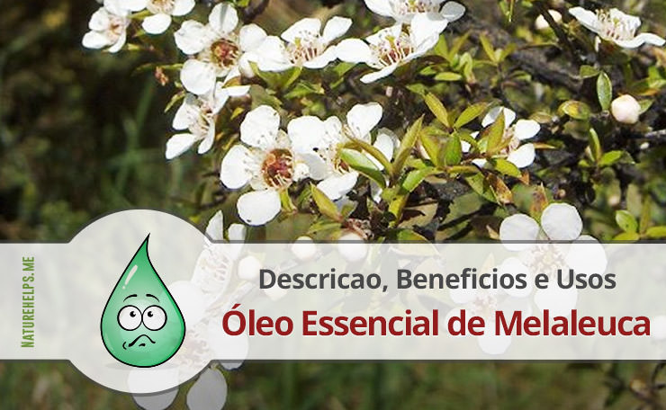 Óleo Essencial de Melaleuca (Tea Tree). Descricao, Beneficios e Usos