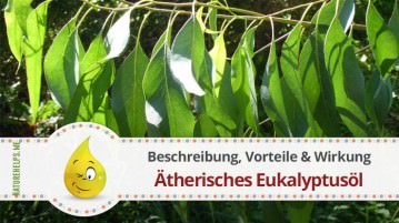 Ätherisches Eukalyptusöl. Beschreibung, Vorteile & Wirkung