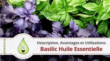 Basilic Huile Essentielle. Description, Avantages et Utilisations