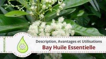 Bay Huile Essentielle. Description, Avantages et Utilisations