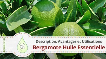 Bergamote Huile Essentielle. Description, Avantages et Utilisations