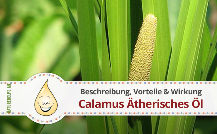 Calamus Ätherisches Öl. Beschreibung, Vorteile & Wirkung