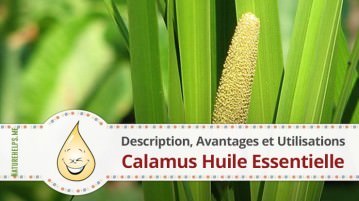 Calamus Huile Essentielle. Description, Avantages et Utilisations